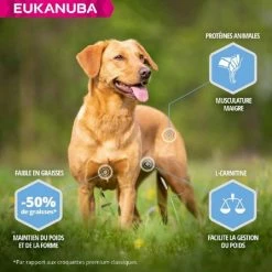 Eukanuba Daily Care Eukanuba Cane Daily Care Adult Overweight Taglia Piccola & Media Al Pollo 12 Kg -Alimentazione Gatto negozio eukanuba daily care weight control small medium breed