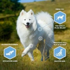 Eukanuba Daily Care Eukanuba Cane Daily Care Adult Overweight Taglia Piccola & Media Al Pollo 12 Kg -Alimentazione Gatto negozio eukanuba daily care weight control small medium breed 1