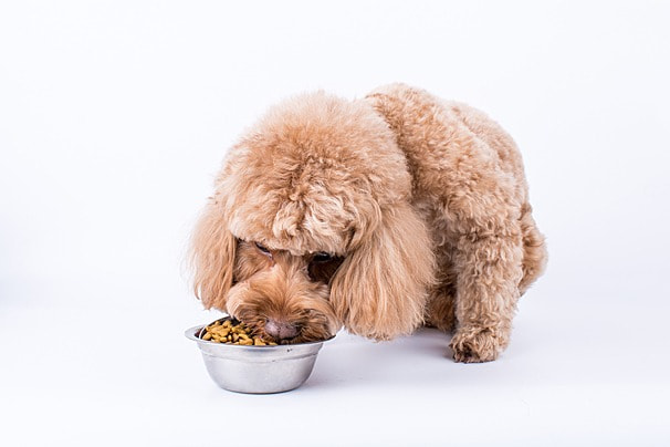 Alimentazione Gatto negozio -Alimentazione Gatto negozio pngtree a dog eating dog food image 1042504