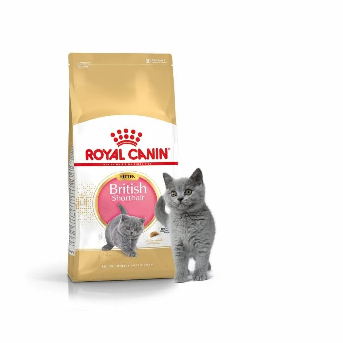Royal Canin Breed Health Nutrition Royal Canin British Shorthair Kitten 2 Kg 2 Royal Canin Breed Health Nutrition Royal Canin British Shorthair Kitten 2 Kg - immagine 2
