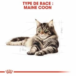 Royal Canin Breed Health Nutrition Royal Canin Maine Coon Adult 2 Kg -Alimentazione Gatto negozio royal canin maine coon adult 2