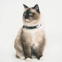 Tickless Mini Cat Bianco Ricaricabile -Alimentazione Gatto negozio tickless mini cat blanc rechargeable3