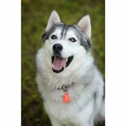 Tickless Pet Arancione A Pile 5 Tickless Pet Arancione A Pile -Alimentazione Gatto negozio tickless pet orange pile3 1