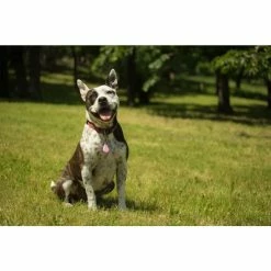 Tickless Pet Rosa A Pile -Alimentazione Gatto negozio tickless pet rose pile3